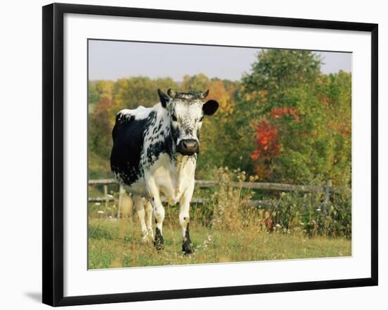 Randall Blue Lineback, Rare Breed of Domestic Cattle, Connecticut, USA-Lynn M. Stone-Framed Photographic Print