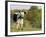 Randall Blue Lineback, Rare Breed of Domestic Cattle, Connecticut, USA-Lynn M. Stone-Framed Photographic Print