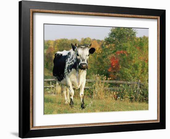 Randall Blue Lineback, Rare Breed of Domestic Cattle, Connecticut, USA-Lynn M. Stone-Framed Photographic Print