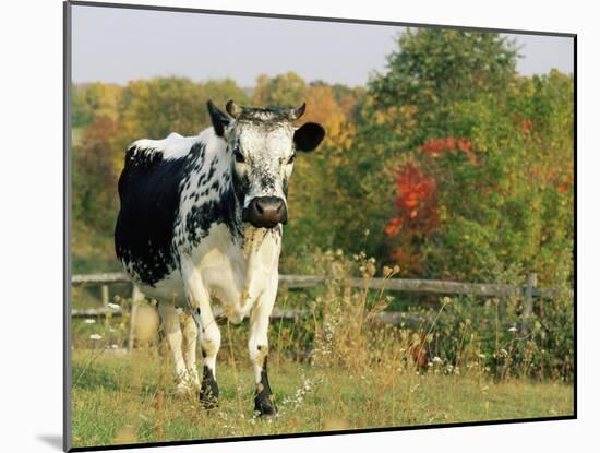 Randall Blue Lineback, Rare Breed of Domestic Cattle, Connecticut, USA-Lynn M. Stone-Mounted Photographic Print