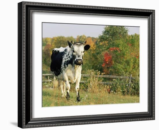 Randall Blue Lineback, Rare Breed of Domestic Cattle, Connecticut, USA-Lynn M. Stone-Framed Photographic Print