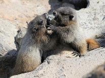 Juvenile Hoary Marmots Wrestling-randimal-Photographic Print