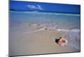 Photographic Print
