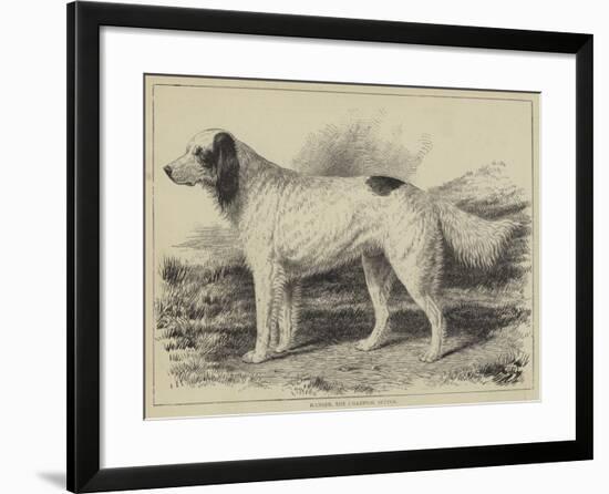 Ranger, the Champion Setter-null-Framed Giclee Print