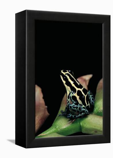 Ranitomeya Ventrimaculata (Reticulated Poison Frog)-Paul Starosta-Framed Premier Image Canvas