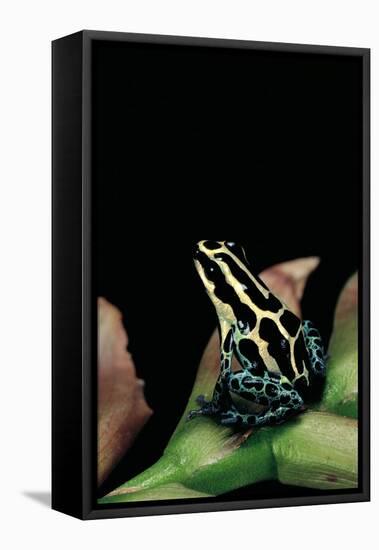 Ranitomeya Ventrimaculata (Reticulated Poison Frog)-Paul Starosta-Framed Premier Image Canvas