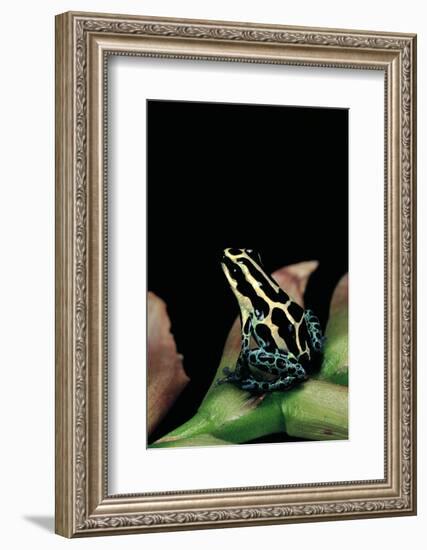 Ranitomeya Ventrimaculata (Reticulated Poison Frog)-Paul Starosta-Framed Photographic Print