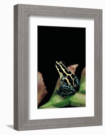 Ranitomeya Ventrimaculata (Reticulated Poison Frog)-Paul Starosta-Framed Photographic Print