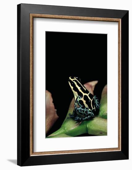 Ranitomeya Ventrimaculata (Reticulated Poison Frog)-Paul Starosta-Framed Photographic Print