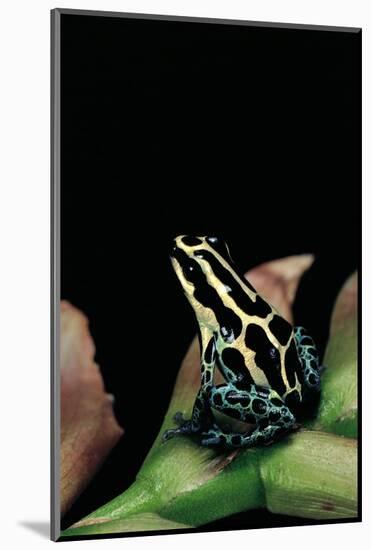 Ranitomeya Ventrimaculata (Reticulated Poison Frog)-Paul Starosta-Mounted Photographic Print