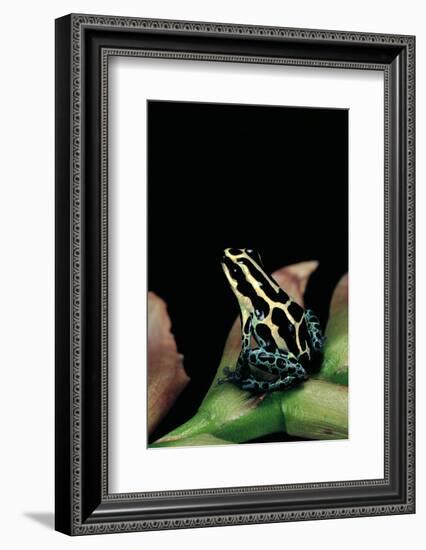 Ranitomeya Ventrimaculata (Reticulated Poison Frog)-Paul Starosta-Framed Photographic Print