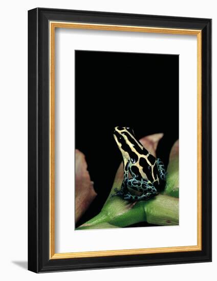 Ranitomeya Ventrimaculata (Reticulated Poison Frog)-Paul Starosta-Framed Photographic Print