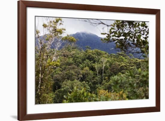 Ranomafana National Park, central area, Madagascar, Africa-Christian Kober-Framed Photographic Print