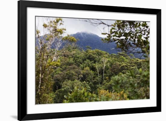 Ranomafana National Park, central area, Madagascar, Africa-Christian Kober-Framed Photographic Print