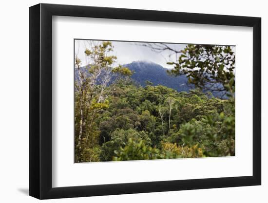 Ranomafana National Park, central area, Madagascar, Africa-Christian Kober-Framed Photographic Print