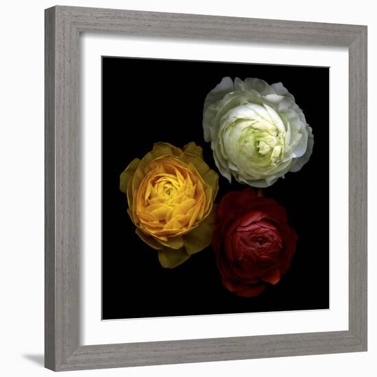 Ranunculus 10-Magda Indigo-Framed Photographic Print