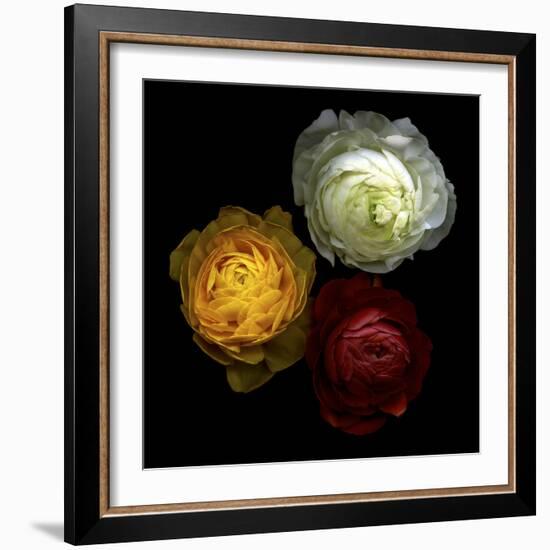 Ranunculus 10-Magda Indigo-Framed Photographic Print