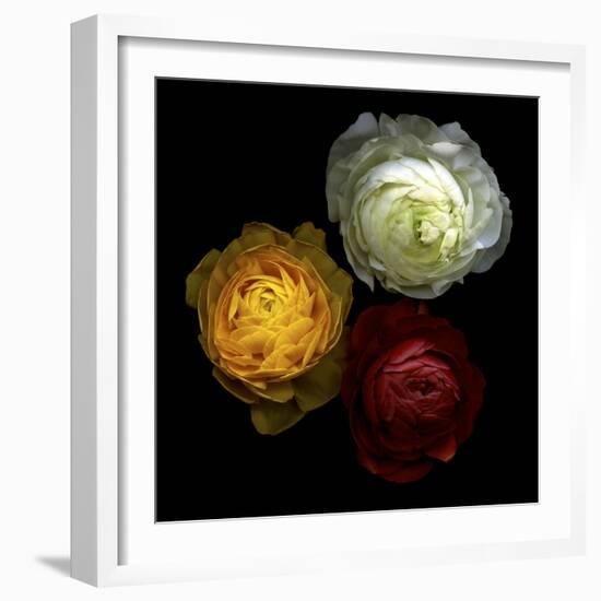 Ranunculus 10-Magda Indigo-Framed Photographic Print