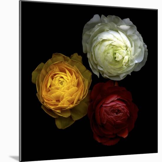 Ranunculus 10-Magda Indigo-Mounted Photographic Print