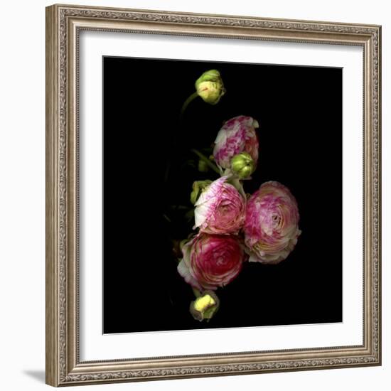 Ranunculus 11-Magda Indigo-Framed Photographic Print