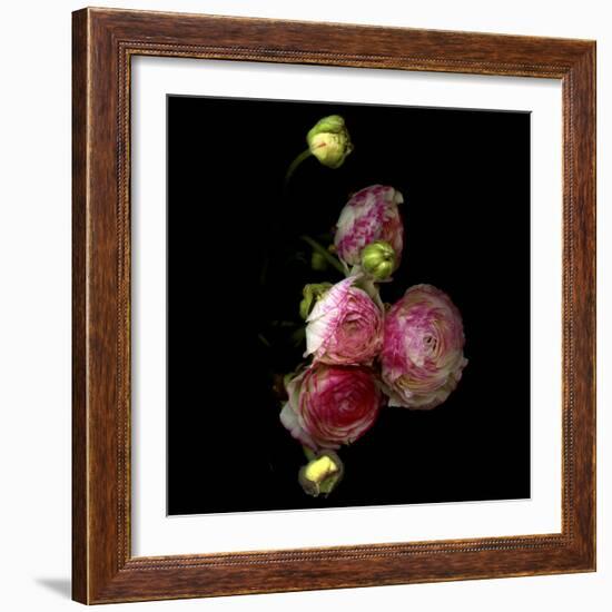 Ranunculus 11-Magda Indigo-Framed Photographic Print