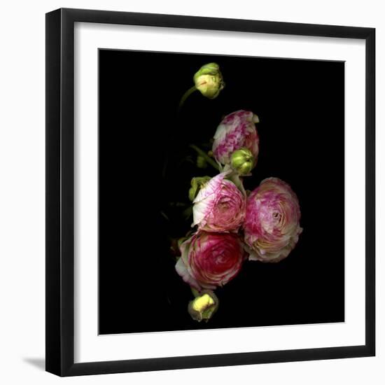 Ranunculus 11-Magda Indigo-Framed Photographic Print