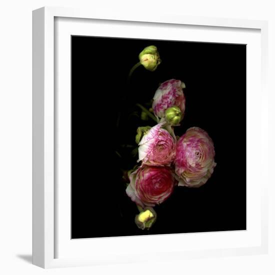 Ranunculus 11-Magda Indigo-Framed Photographic Print