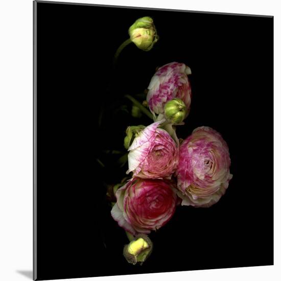 Ranunculus 11-Magda Indigo-Mounted Photographic Print