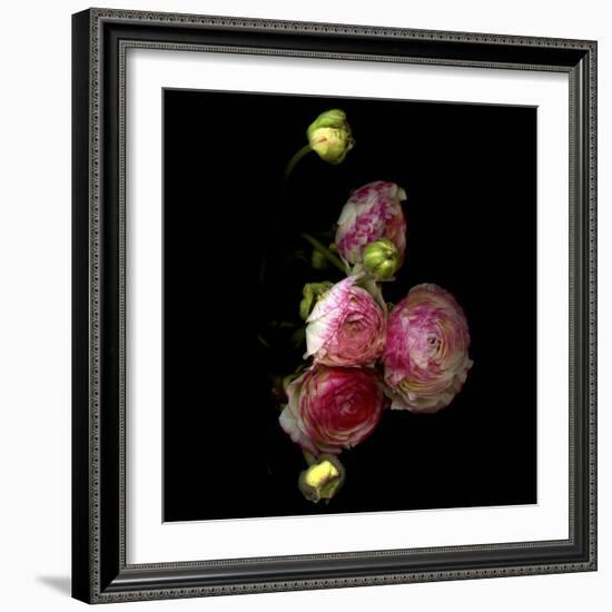 Ranunculus 11-Magda Indigo-Framed Photographic Print
