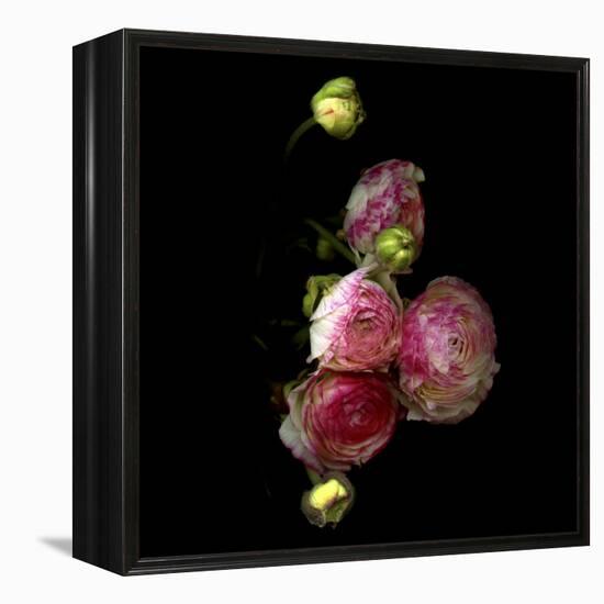 Ranunculus 11-Magda Indigo-Framed Stretched Canvas