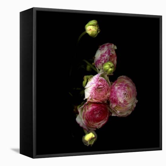 Ranunculus 11-Magda Indigo-Framed Stretched Canvas