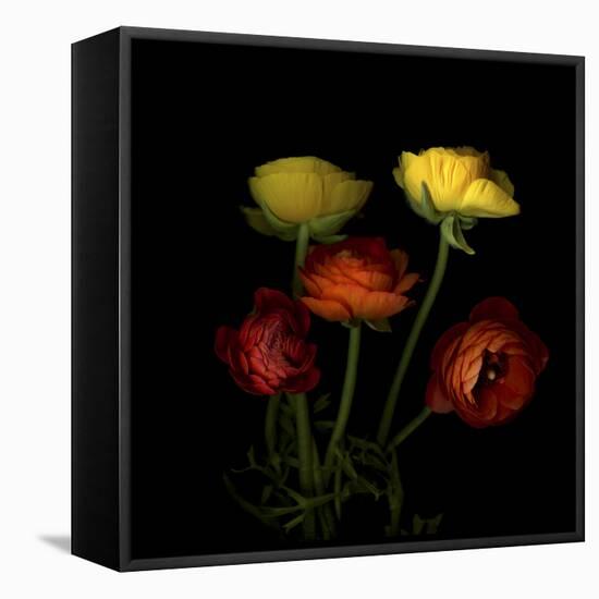 Ranunculus 1-Magda Indigo-Framed Stretched Canvas