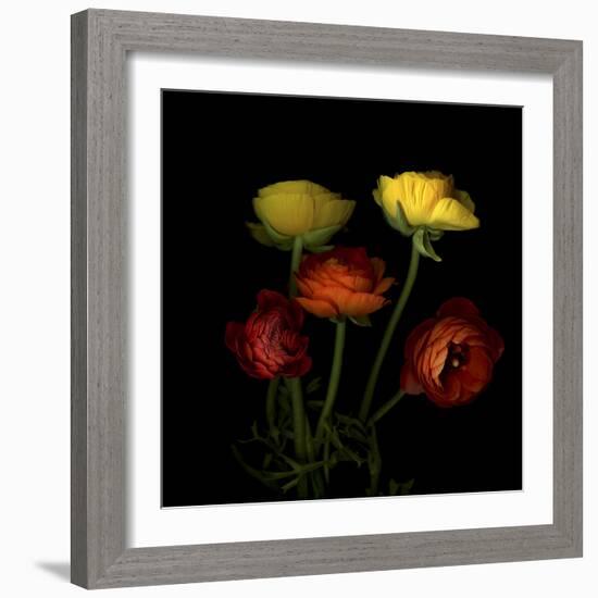 Ranunculus 1-Magda Indigo-Framed Photographic Print