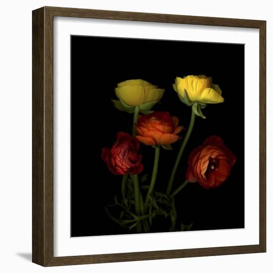 Ranunculus 1-Magda Indigo-Framed Photographic Print