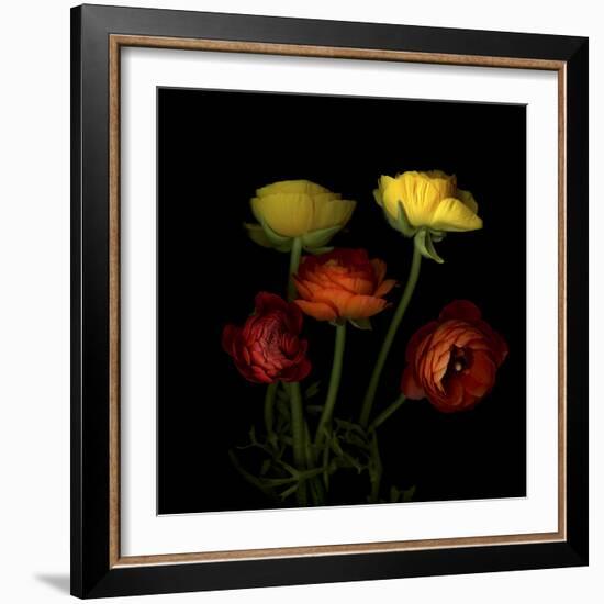 Ranunculus 1-Magda Indigo-Framed Photographic Print