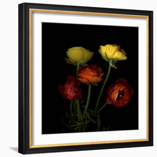 Ranunculus 1-Magda Indigo-Framed Photographic Print