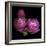 Ranunculus 2-Magda Indigo-Framed Photographic Print