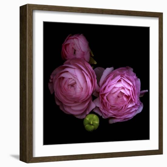 Ranunculus 2-Magda Indigo-Framed Photographic Print