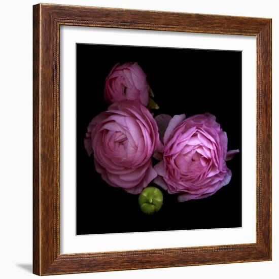 Ranunculus 2-Magda Indigo-Framed Photographic Print