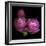 Ranunculus 2-Magda Indigo-Framed Photographic Print