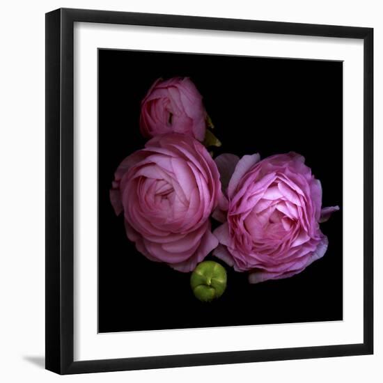 Ranunculus 2-Magda Indigo-Framed Photographic Print