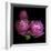 Ranunculus 2-Magda Indigo-Framed Photographic Print