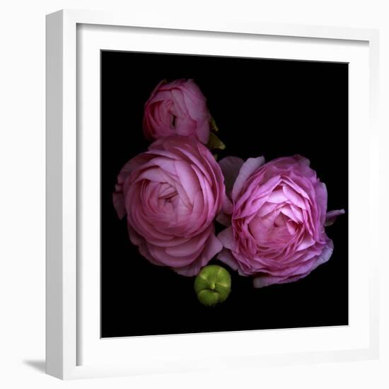 Ranunculus 2-Magda Indigo-Framed Photographic Print