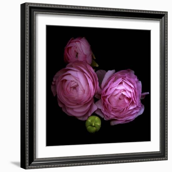 Ranunculus 2-Magda Indigo-Framed Photographic Print