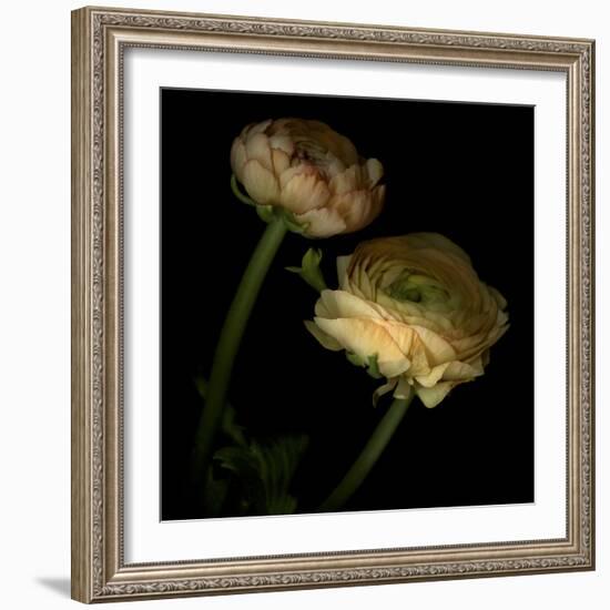 Ranunculus 3-Magda Indigo-Framed Photographic Print