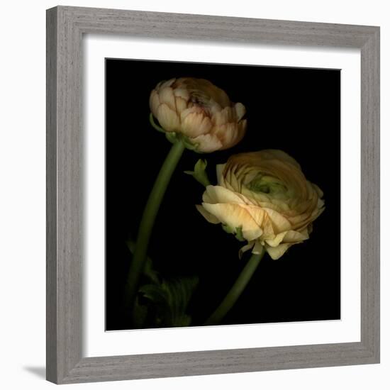 Ranunculus 3-Magda Indigo-Framed Photographic Print