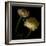 Ranunculus 3-Magda Indigo-Framed Photographic Print