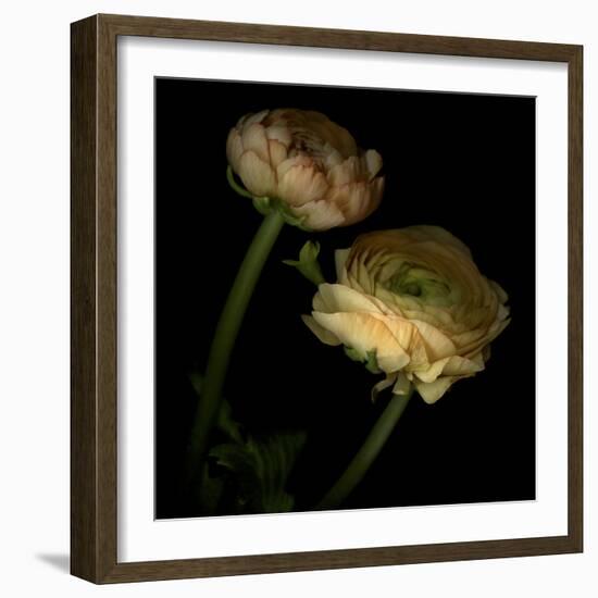 Ranunculus 3-Magda Indigo-Framed Photographic Print