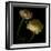 Ranunculus 3-Magda Indigo-Framed Photographic Print