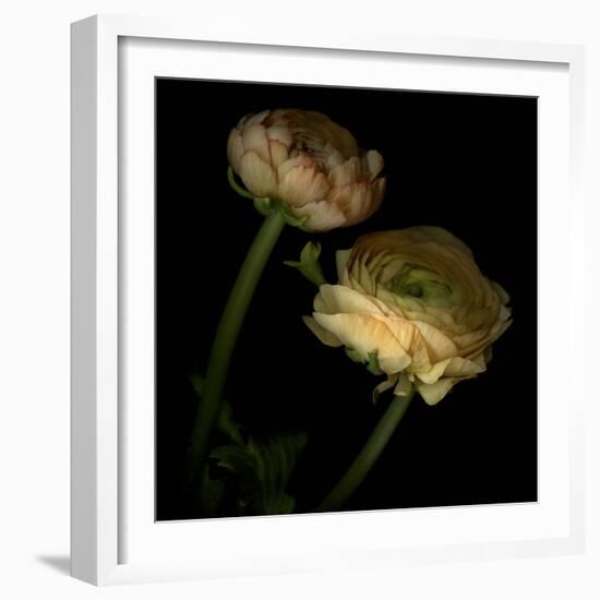 Ranunculus 3-Magda Indigo-Framed Photographic Print